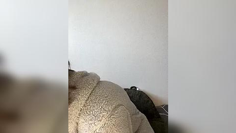 Media: A video of a cat sleeping on a beige plush blanket near a white wall, with a blurred background.