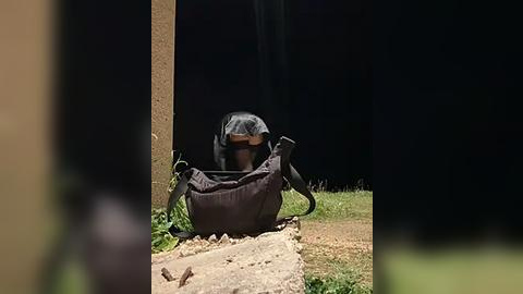 Media: Video of a large, dark-skinned rhinoceros sitting in a shadowed corner next to a brown wall, with a black shadow obscuring its face. The ground is rocky and sparse with vegetation.