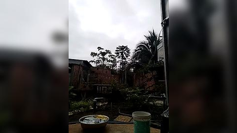 Media: Video of an overcast backyard with a small garden, an old wooden table, and a metal trash can. The background features a weathered brick wall and a tall palm tree, adding a rustic, slightly abandoned atmosphere.