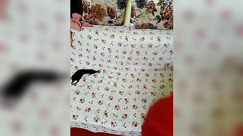 Media: Video of a black cat on a white bedspread with a floral pattern, surrounded by patterned pillows in shades of pink, brown, and floral designs. A blurred hand holding a red object is partially visible in the foreground.