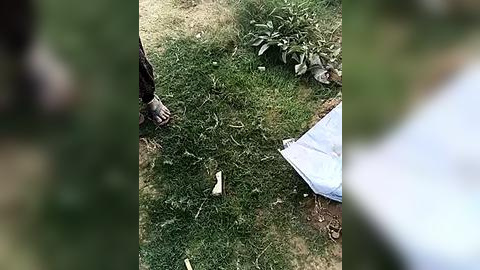 Media: A video depicts a person's foot, clad in black shoes, standing on a patch of grass. Nearby, a white bag lies on the ground, partially obscured by green foliage and grass.