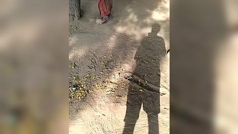 Media: A video captures a person, partially obscured by shadows, standing in a dirt path with a red cloth tied around their waist. Sunlight filters through trees, casting dappled shadows.