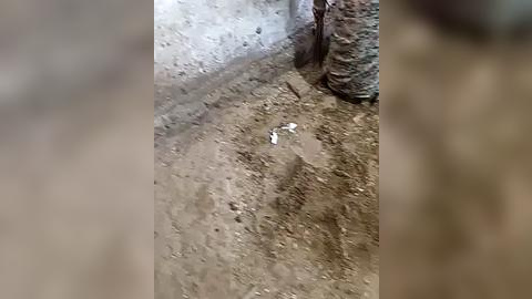 Media: A video showing a small, brown bird with a white head perched on a sandy, dirt path near a tree trunk. The background is blurred, emphasizing the bird's presence.