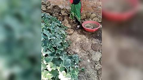 Media: A video of a woman in a green dress tending to a vegetable garden with green leaves and soil, next to a red bowl, against a brick wall.