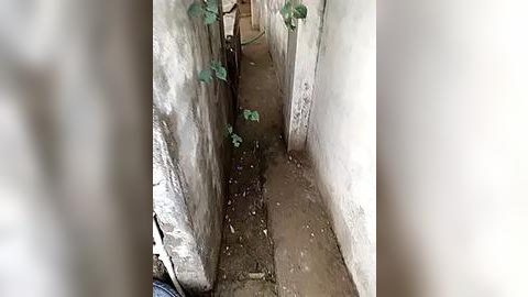 Media: A video of a narrow, dirt-covered alleyway between two crumbling, whitewashed walls, with green ivy vines growing along one side. The space is dimly lit, suggesting an overgrown, abandoned urban setting.