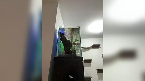 Media: A video of a modern, brightly-lit room with a large, colorful aquarium on a dark wooden stand, featuring a black fish and green plants. In the background, there is a white ceiling light and a beige wall.