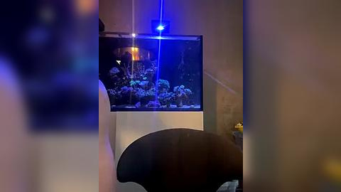 Media: Video of a dimly lit room with a large, rectangular aquarium filled with colorful fish and coral. A black leather chair is partially visible in the foreground, creating a soft focus effect.