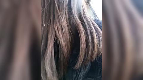 Media: Video of a person's shoulder-length, straight brown hair, partially obscured by a dark, fuzzy object, likely a sweater or jacket, with soft, natural lighting creating a warm, inviting atmosphere.