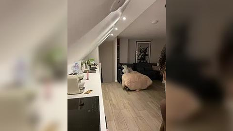 Media: Video of a modern, cozy living room with a large, fluffy dog on a beige rug, a black sofa, a coffee table, and a framed art piece on the wall.