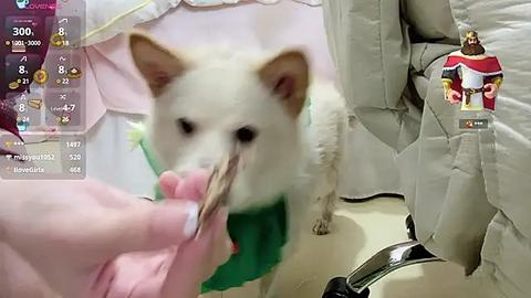 Media: A video shows a person holding a dog with a white and beige coat, wearing a green collar, against a light background. The person is in a chair, and a small toy is visible in the lower right corner.