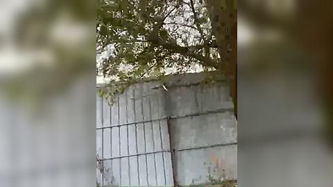 Media: Video of a concrete wall with a metal fence, partially obscured by leafy green trees, suggesting an urban setting. The wall shows signs of wear and age, with peeling paint and rusted metal bars.